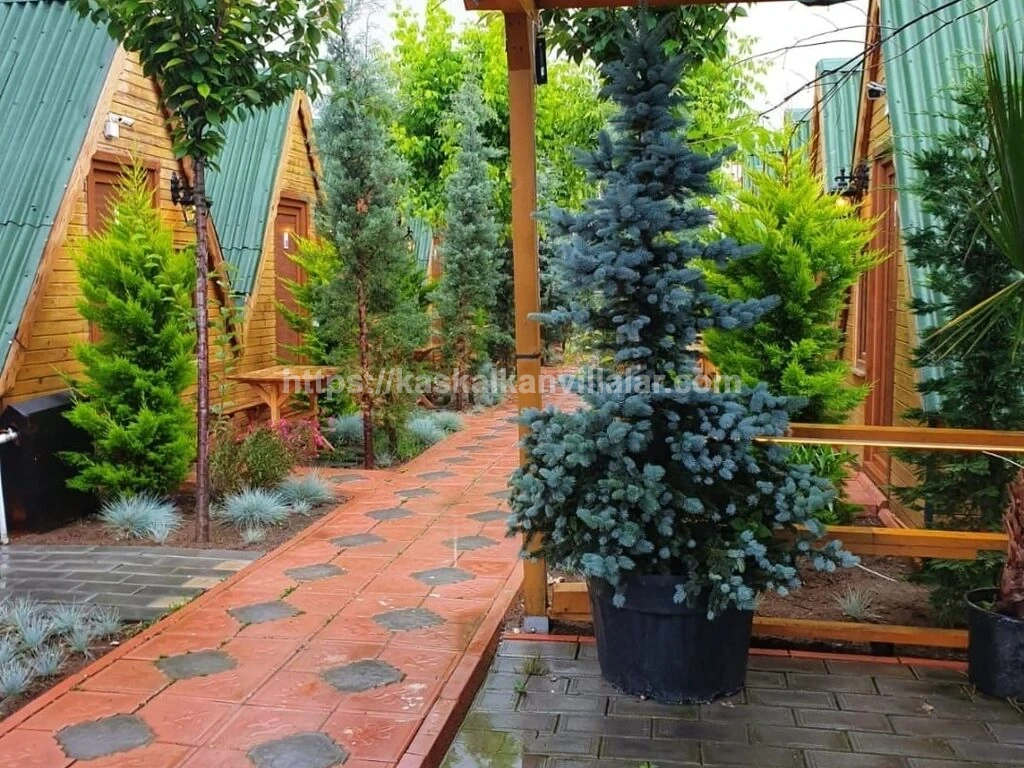 Yalova Çınarcık Standart Bungalov | Doğa İçinde Ekonomik Tatil - 3